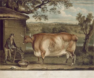 O boi de Newbus, gravado por W. Ward, 1812 (gravura de cor)